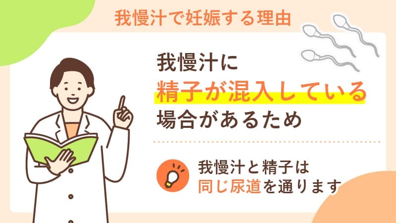 我慢汁で妊娠する理由