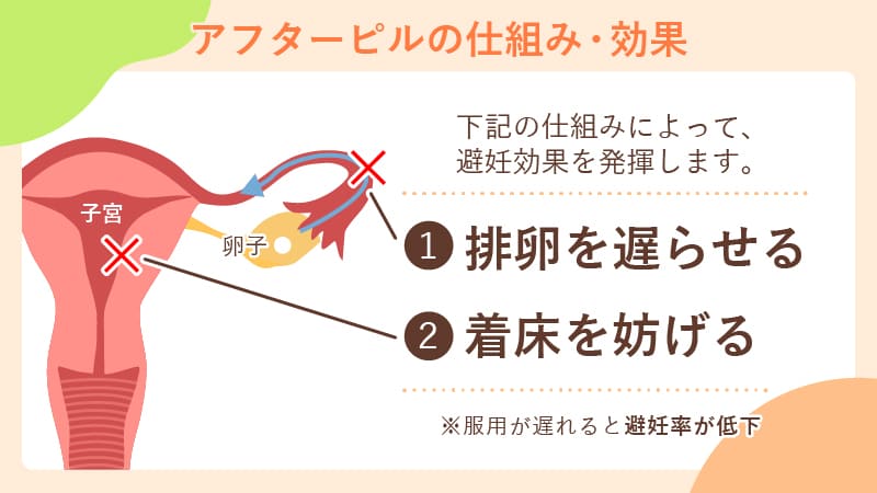 アフターピルの仕組み